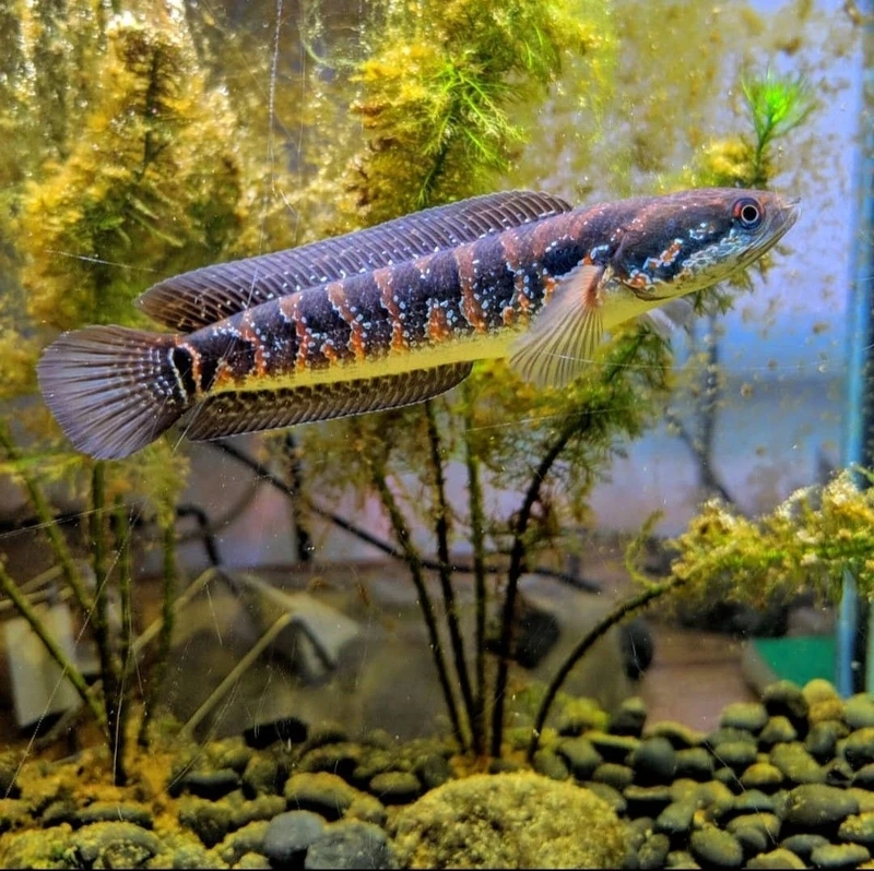 Ngắm cá Lóc nữ hoàng bơi uyển chuyển mạnh mẽ và sinh động