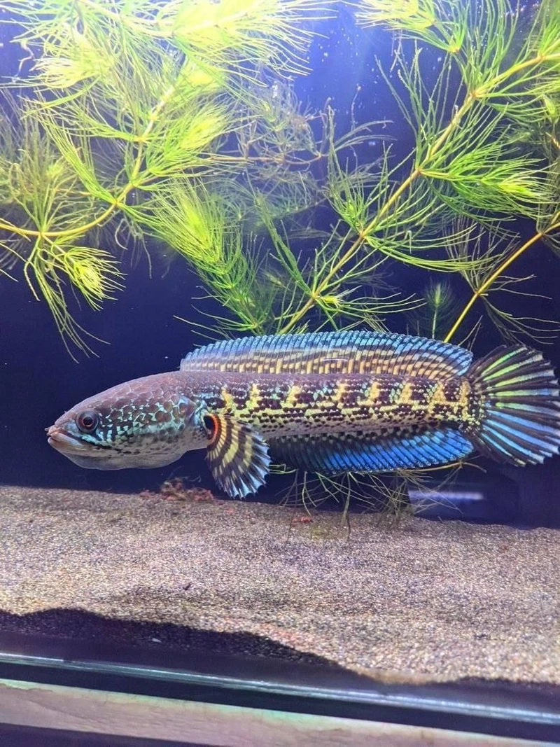 Sở hữu cá Lóc nữ hoàng tuyển chọn độc đáo và ấn tượng