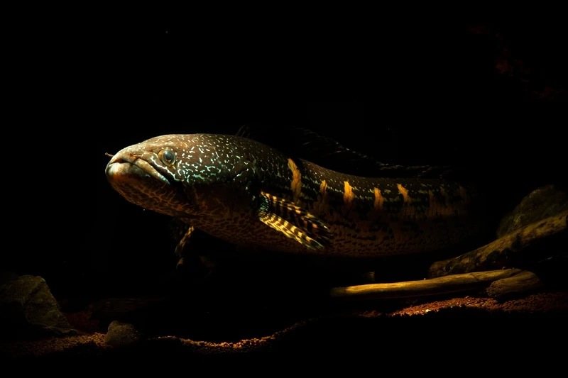 Ngắm cá Lóc nữ hoàng phổ biến sinh động và dễ nuôi