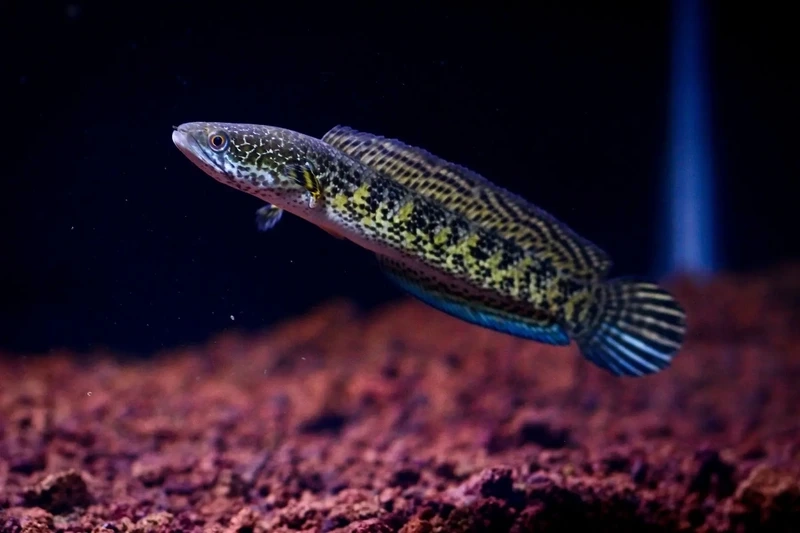 Ngắm cá Lóc nữ hoàng cá cảnh sưu tầm độc đáo và quý hiếm