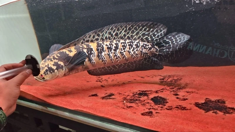 Đặc điểm nổi bật của cá Lóc Vảy Rồng