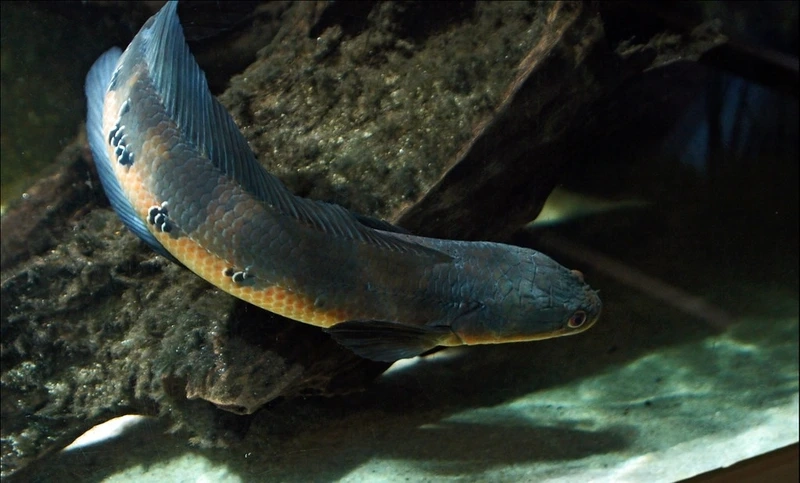 Ngắm cá lóc vảy rồng đẹp bơi uyển chuyển hồ nuôi