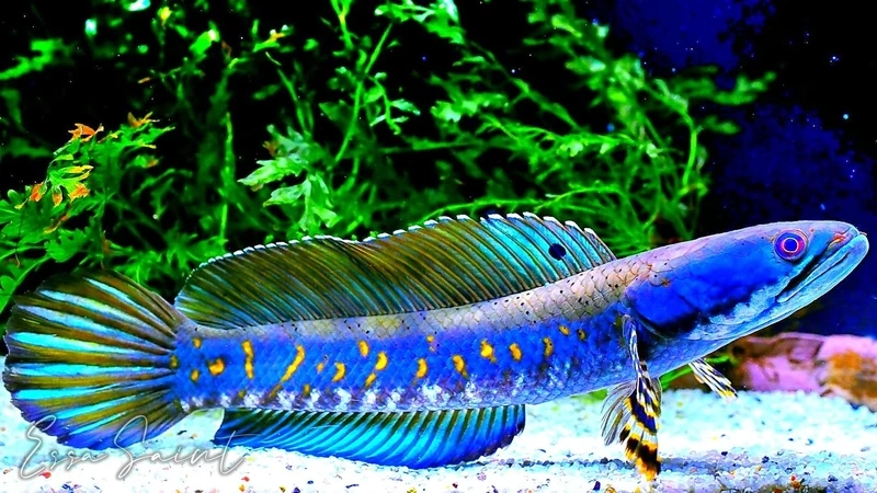 Ngắm cá lóc vảy rồng màu xanh bơi uyển chuyển và đẹp mắt