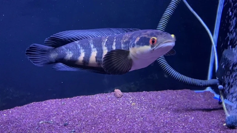 Ngắm cá lóc vảy rồng hung dữ uyển chuyển và dữ dằn