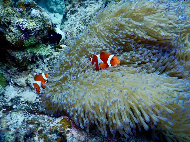 Chiêm ngưỡng ảnh cá Nemo Việt Nam độc đáo