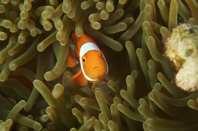 Ngắm chi tiết hình cá Nemo full đầy màu sắc