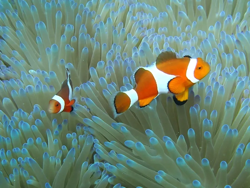 Khám phá môi trường sống cá nemo sống ở đâu