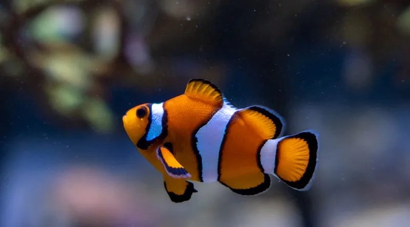 Hướng dẫn chi tiết cách nuôi cá nemo hiệu quả