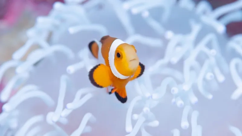 Tạo bể đẹp mắt với hình nền cá nemo bắt mắt