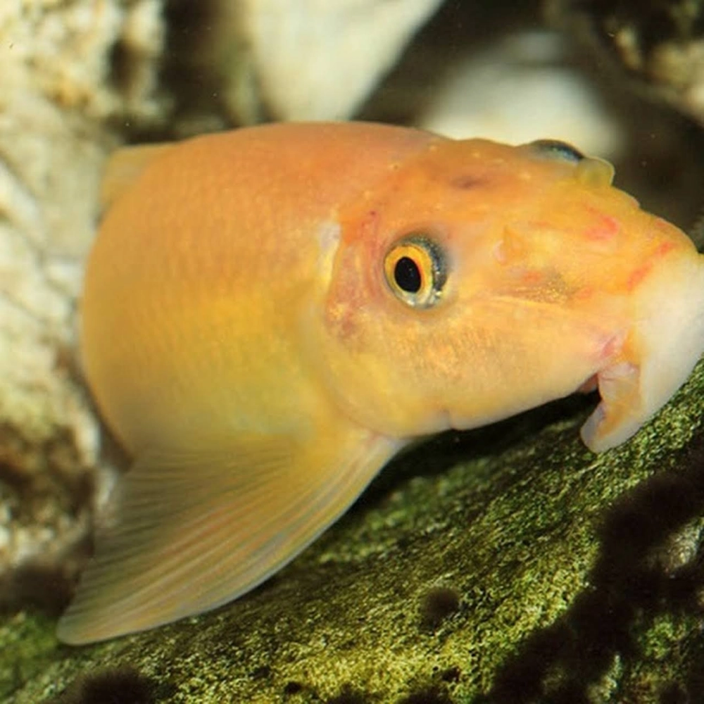 Nguồn gốc cá nô lệ gắn với sông suối nhiệt đới