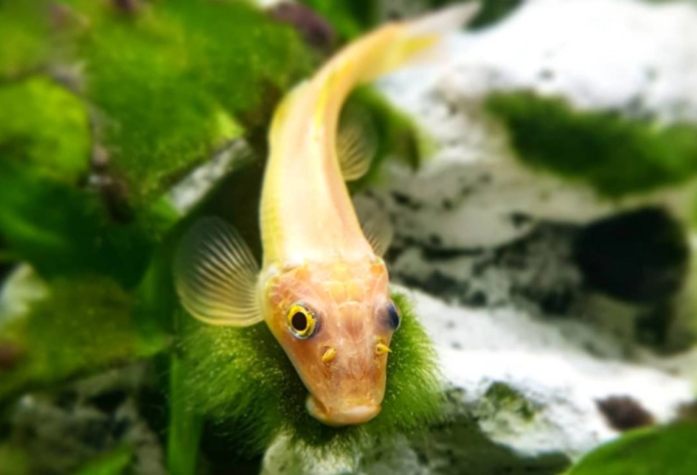 Cá nô lệ tiếng anh được tìm kiếm nhiều