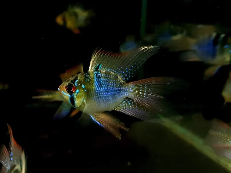 Tìm hiểu đặc điểm cá phượng hoàng để nhận biết dễ dàng