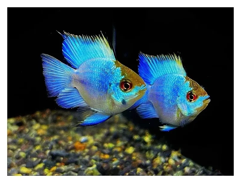 Cập nhật giá cá phượng hoàng mới nhất trên thị trường