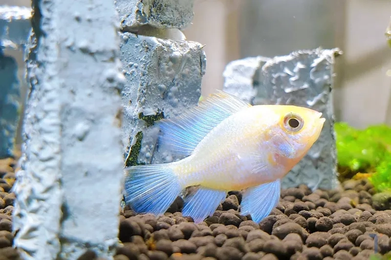 Chọn thức ăn cho cá phượng hoàng để cá phát triển tốt