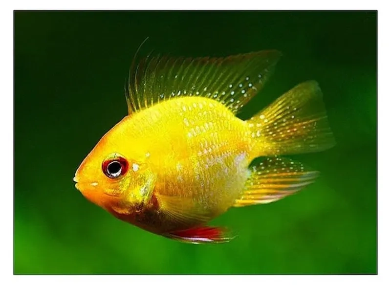 Tạo môi trường sống cá phượng hoàng gần tự nhiên nhất