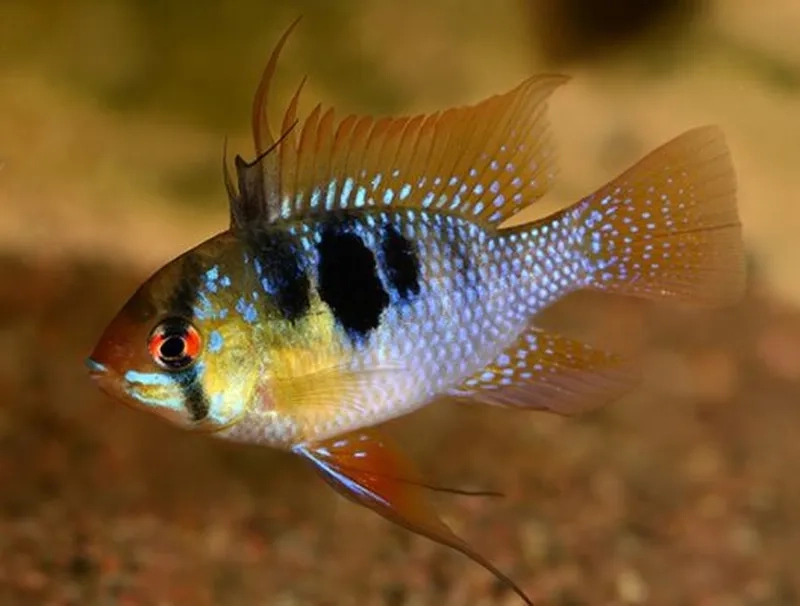 Khám phá tuổi thọ cá phượng hoàng khi chăm sóc đúng cách