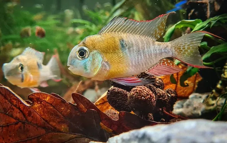 Phân loại cá phượng hoàng theo màu sắc và hình dáng độc đáo