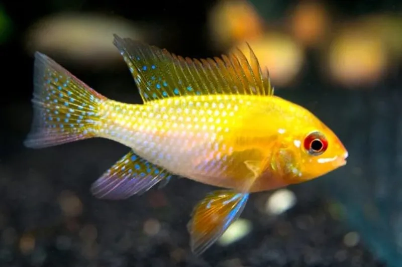 Thiết kế bể nuôi cá phượng hoàng hợp lý và tiện lợi