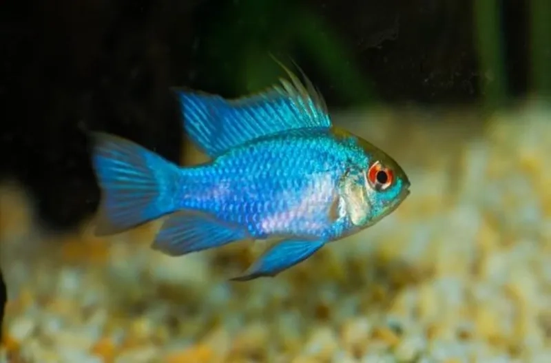 Nhận biết bệnh thường gặp cá phượng hoàng để phòng tránh