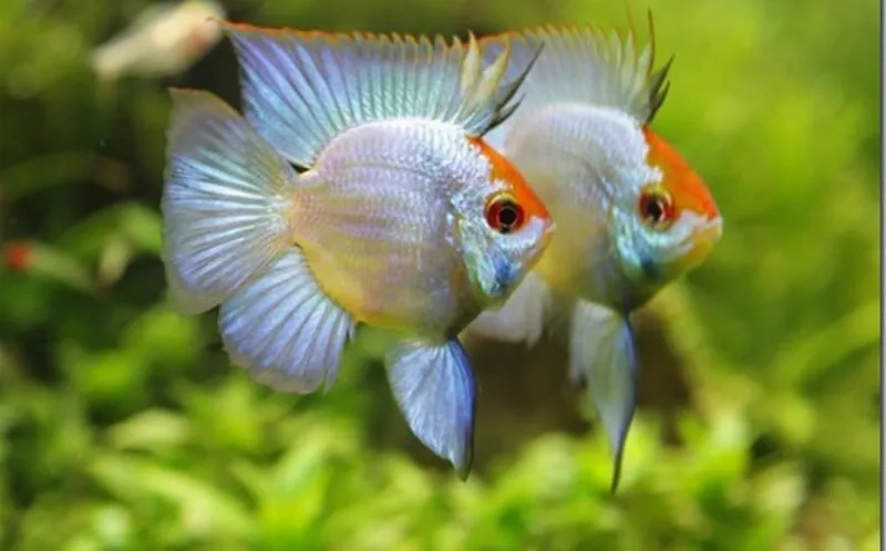 Khám phá cá phượng hoàng ăn gì để phát triển tốt nhất