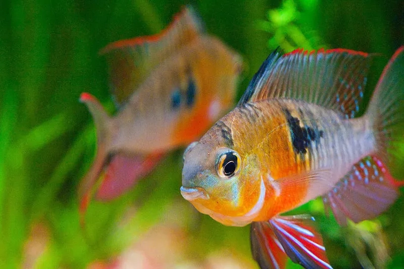 Phân biệt cá phượng hoàng thuần chủng với cá lai