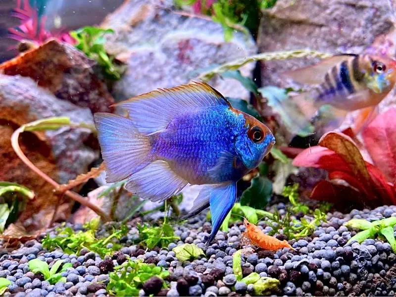 Ngắm cá phượng hoàng mini dễ thương và bắt mắt