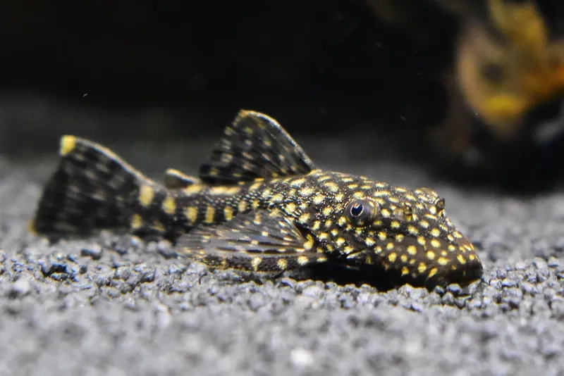 Trang trí bể nuôi cá pleco lý tưởng cho người mới