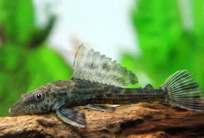 Cá pleco dọn bể hiệu quả, giữ môi trường ổn định