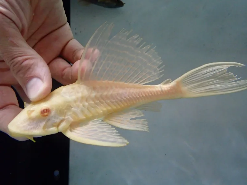 Thiết lập môi trường sống cá pleco phù hợp nhiệt độ và pH