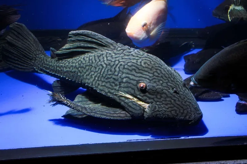 Cá pleco dành cho người mới nuôi dễ chăm sóc và hiền lành