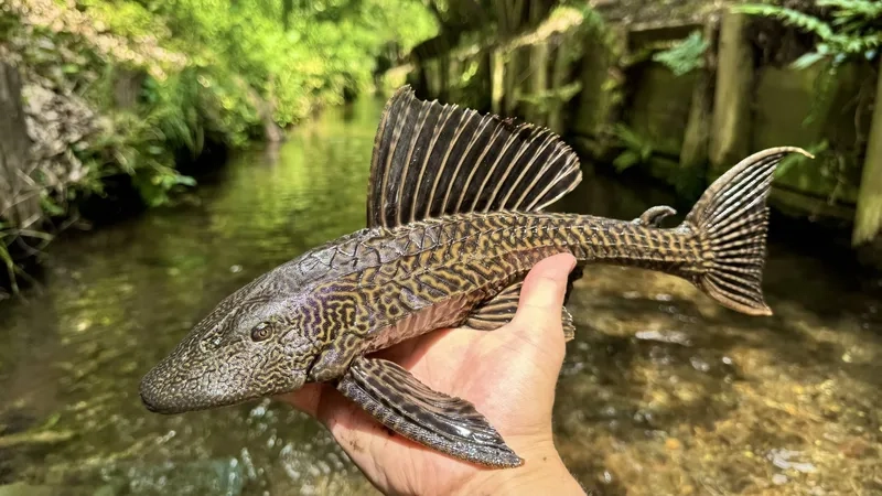 Tái tạo habitat cá pleco tự nhiên giúp cá phát triển khỏe