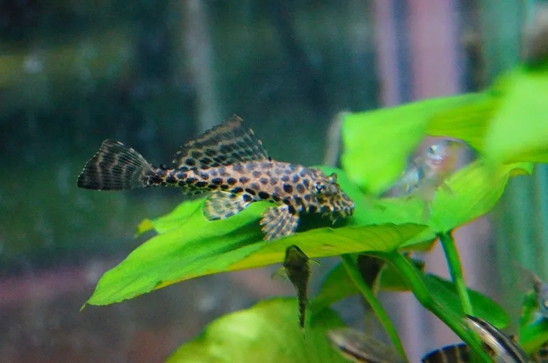 Chọn vật trang trí bể cho cá pleco vừa đẹp vừa tiện cho cá