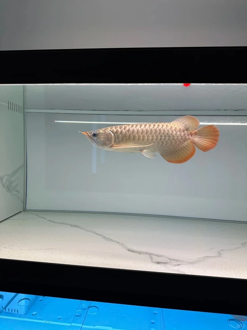 Ngắm từng chi tiết tinh tế của cá rồng đẹp