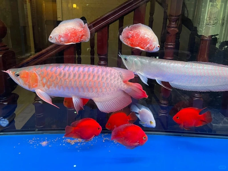 Thêm đẳng cấp cho không gian nhờ cá rồng ngân long