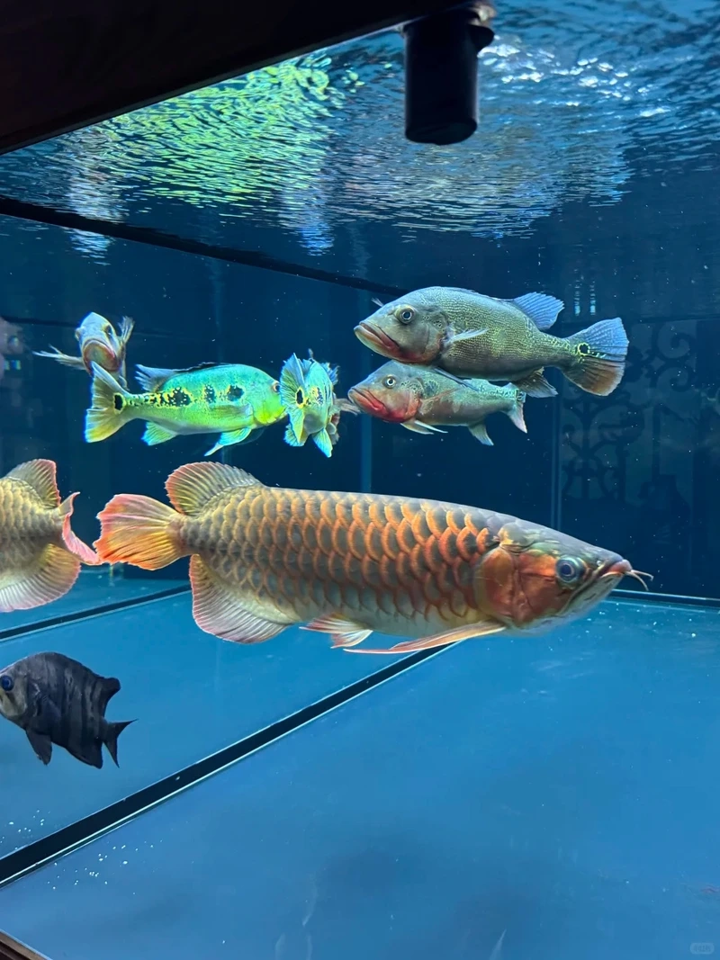 Cá rồng cao lưng tạo điểm nhấn ấn tượng cá rồng cao lưng