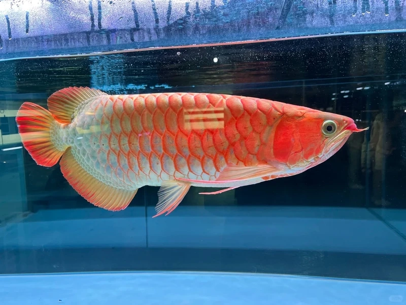 Hồ cá rực rỡ cùng cá rồng đỏ