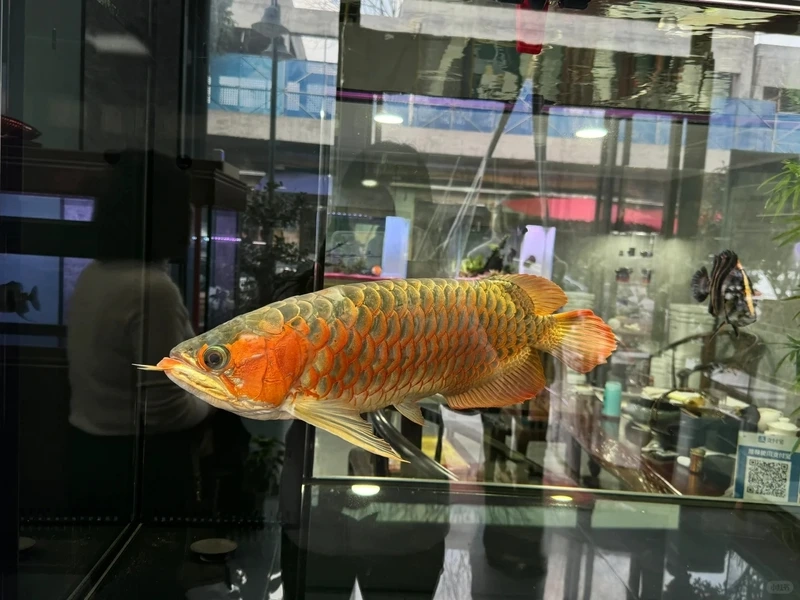 Cá rồng trong nhà tạo không gian sống thú vị cá rồng trong nhà