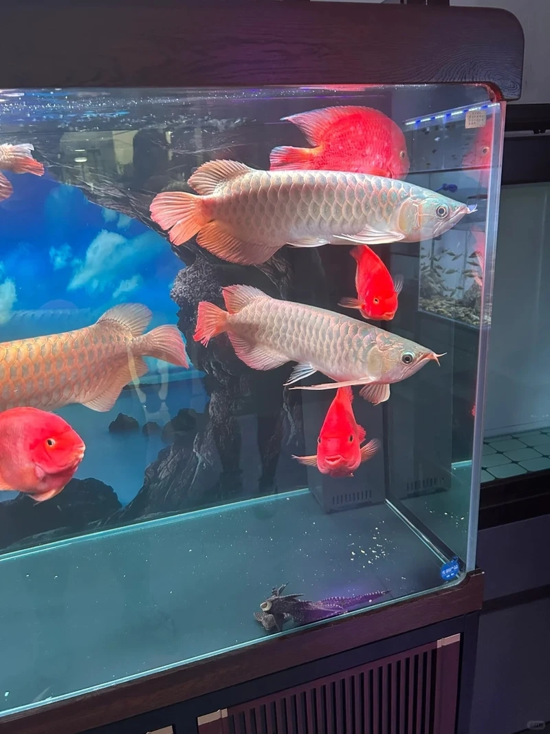 Hồ kính thêm sinh động với cá rồng nuôi hồ kính