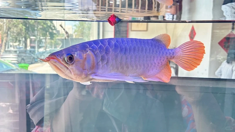 Đem lại may mắn nhờ cá rồng may mắn