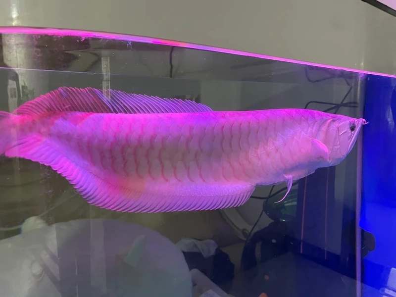 Sưu tập cá rồng đẳng cấp cho hồ riêng cá rồng đẳng cấp