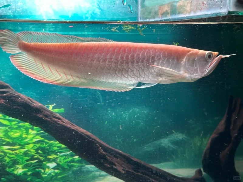 Tài lộc gia tăng nhờ cá rồng phong thủy tài lộc