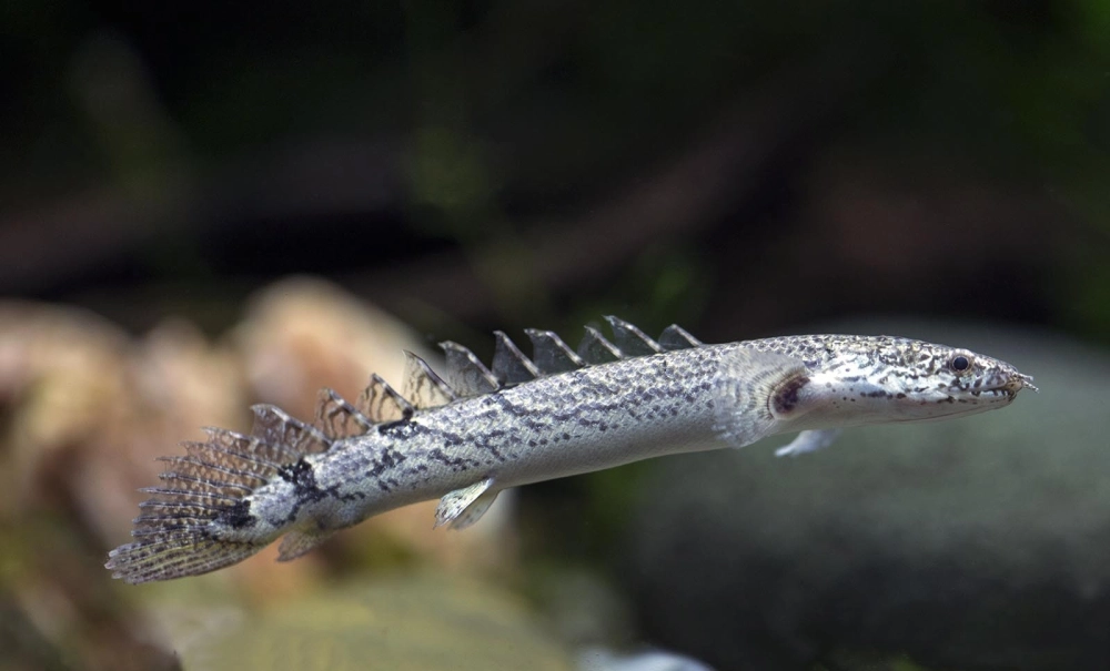 Cá cửu sừng mang dáng dấp cổ đại đầy mê hoặc