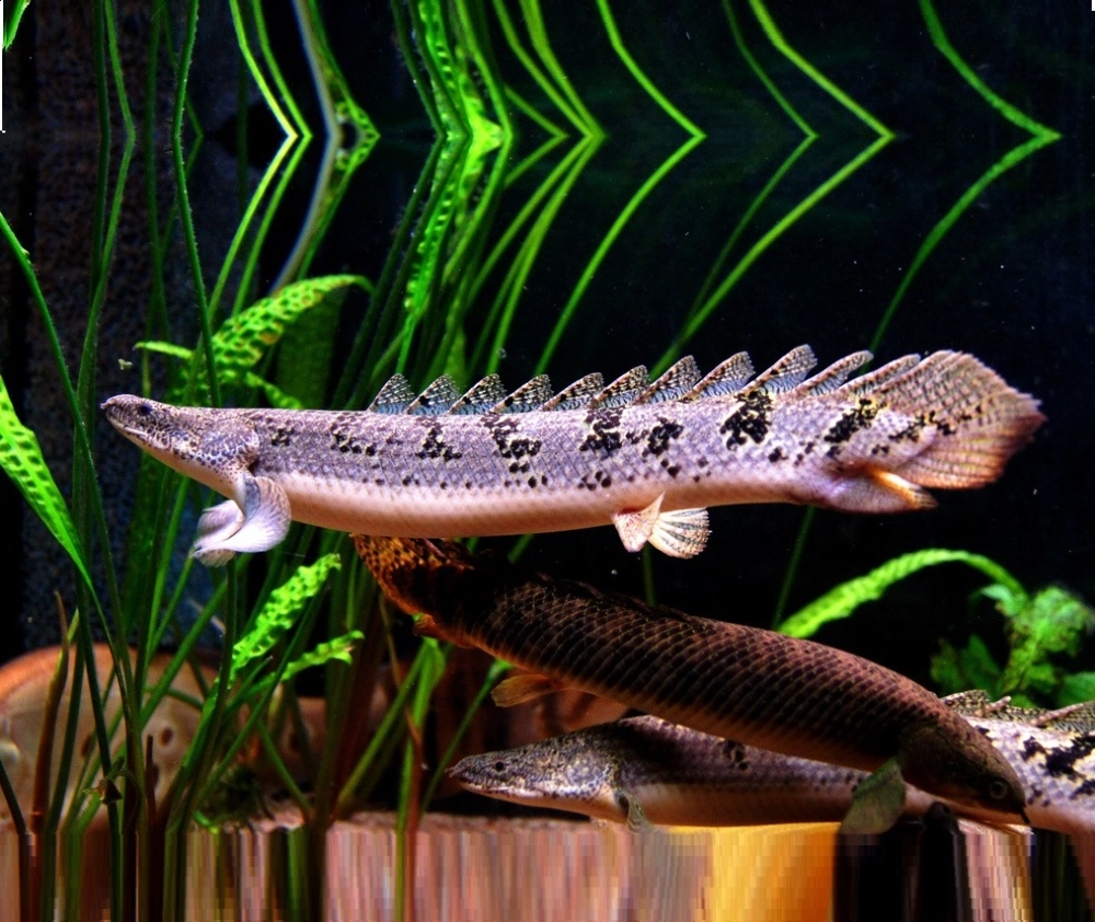 Nguồn gốc cá rồng cửu sừng gắn với huyền thoại xưa