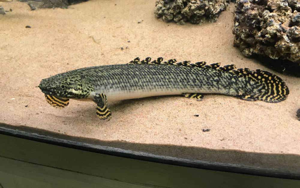 Đặc điểm cá rồng cửu sừng tạo nên sức hút riêng