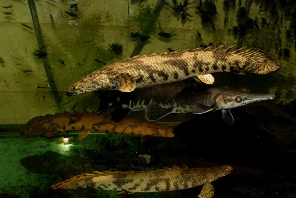 Cá rồng cửu sừng wiki tổng hợp kiến thức cơ bản