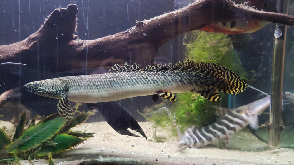 Giống cá rồng cửu sừng quý hiếm trong giới sưu tầm