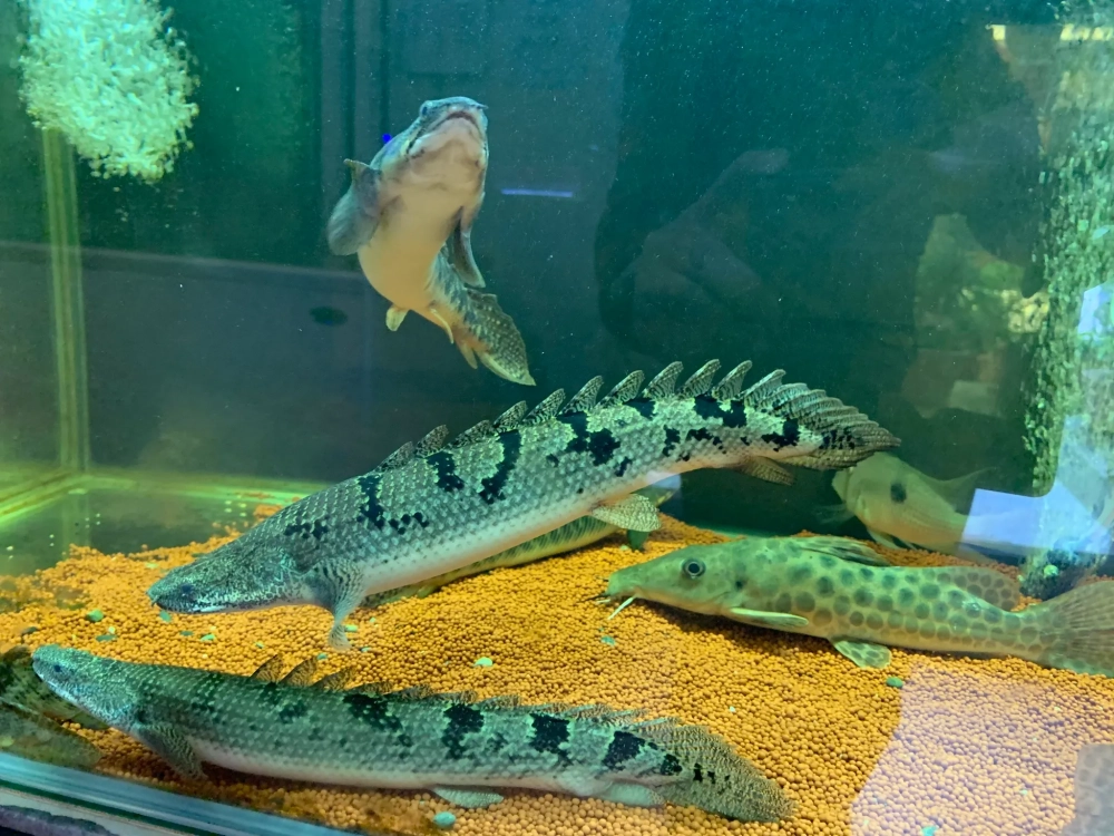 Tuổi thọ cá rồng cửu sừng bền bỉ theo năm tháng