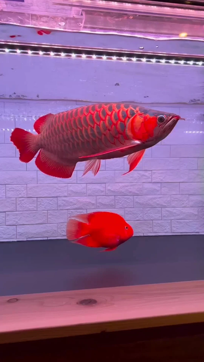 Chọn cá Rồng Huyết Long cao cấp chuẩn chất lượng