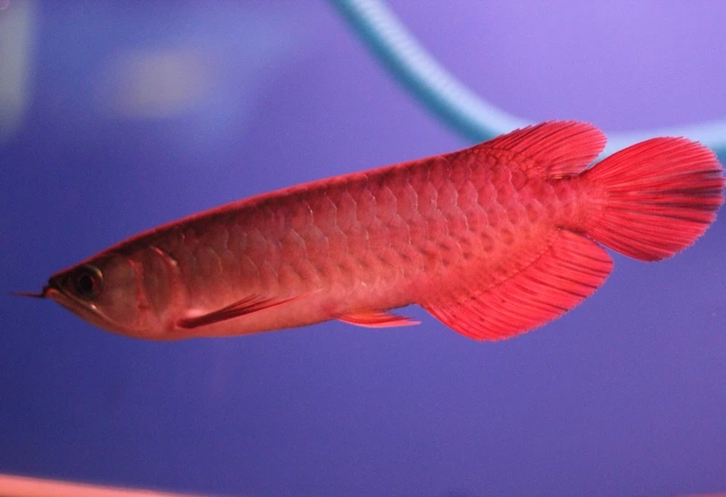 Ngắm cá Rồng Huyết Long bơi đẹp sinh động và uyển chuyển