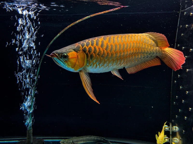 Trang trí cá Rồng Huyết Long nuôi cảnh sinh động